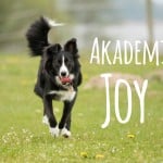 Akademia Joy – czas start!