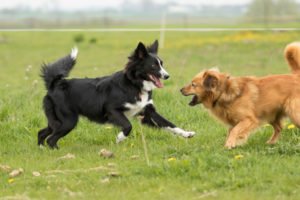 Read more about the article Pieski podlatywacze, które utrudniają czasem spacery z psem