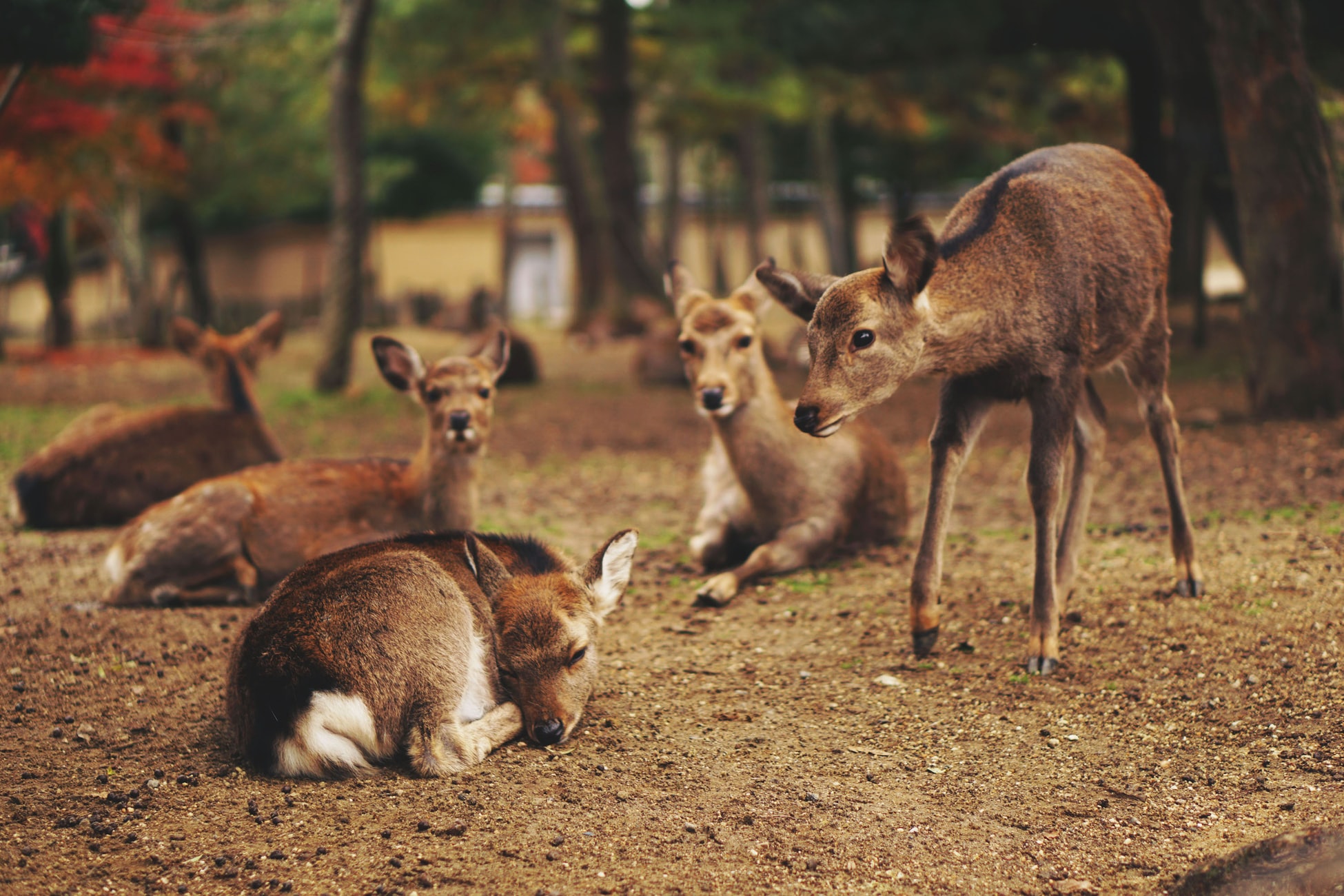Read more about the article Syndrom Bambiego — zagłaskać na śmierć