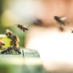 9 niesamowitych faktów o pszczołach