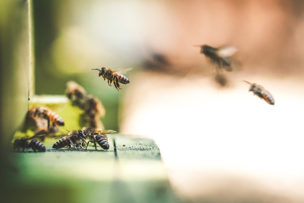 You are currently viewing 9 niesamowitych faktów o pszczołach