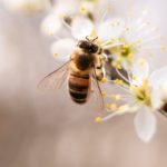 Książki o pszczołach — lista powieści