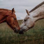 Najlepsze cytaty o koniach i jeździe konnej